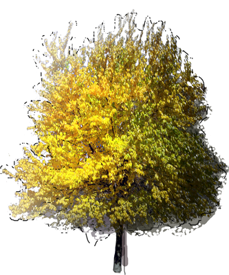 Osage Orange